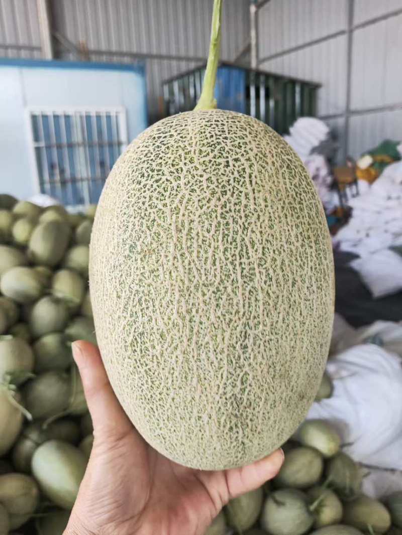 海南晓蜜25号产地直销，对接各大市场，电商，社区团购，商超