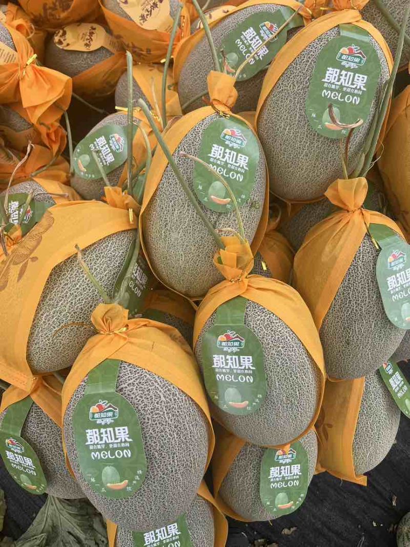 海南晓蜜25号产地直销，对接各大市场，电商，社区团购，商超