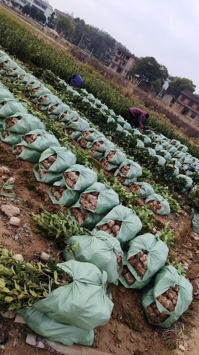各式各样的树苗
