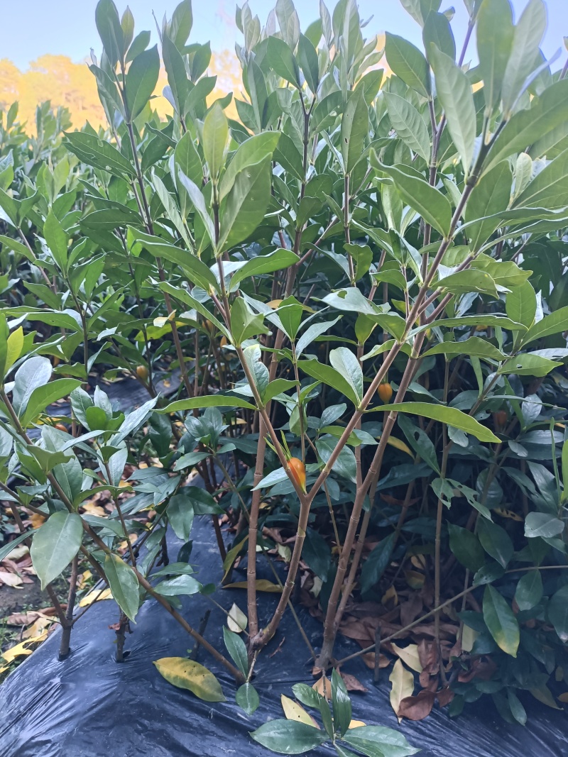 各式各样的树苗