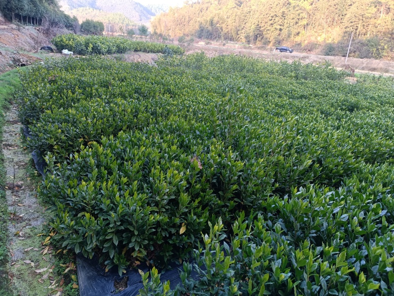 各式各样的树苗