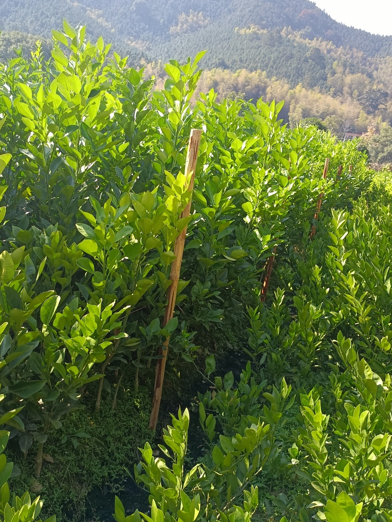 各式各样的树苗
