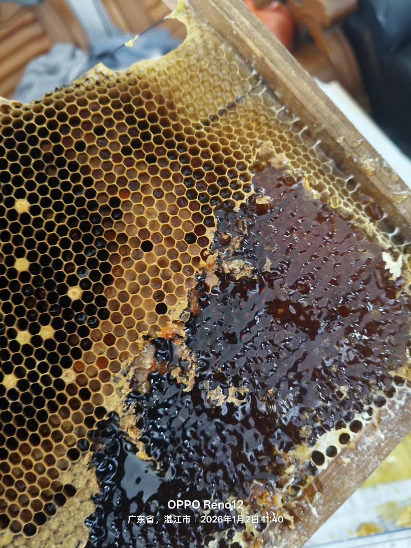 中蜂蜂蜜
