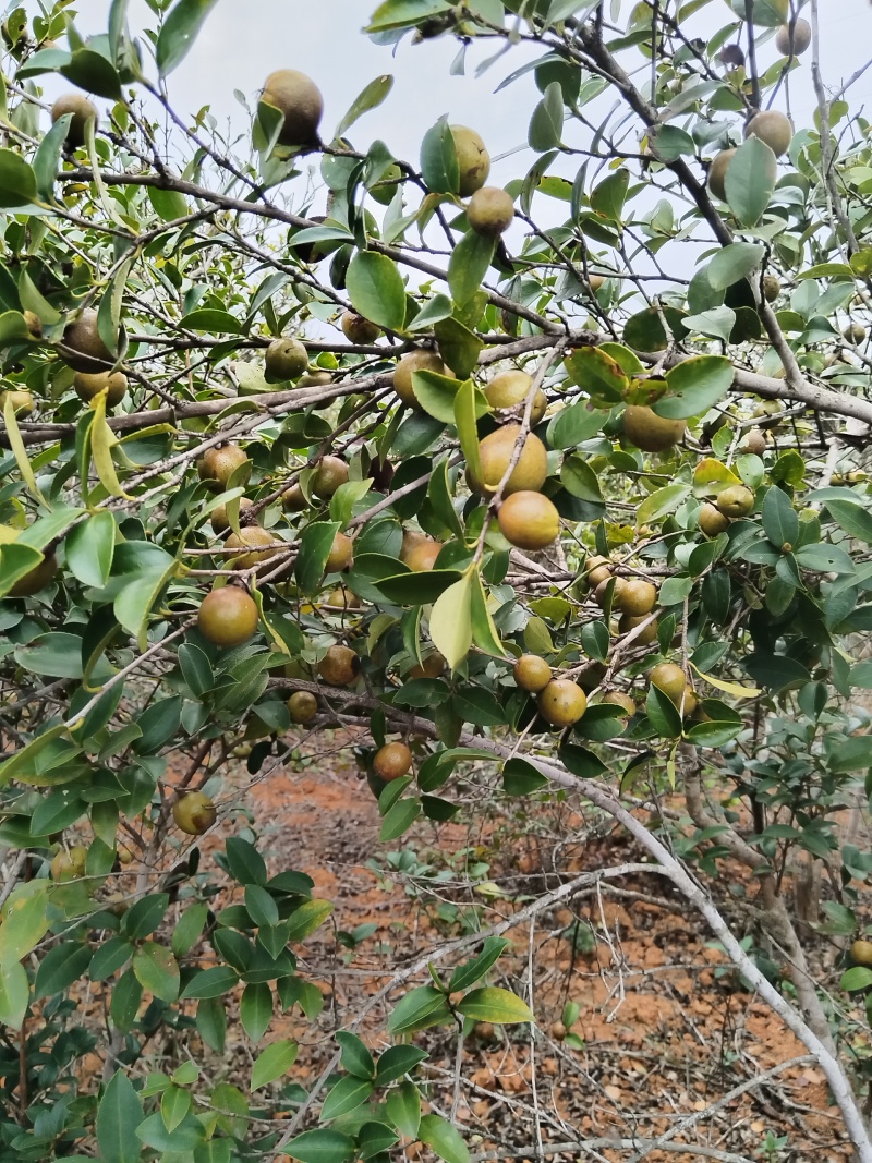 野生山茶籽油