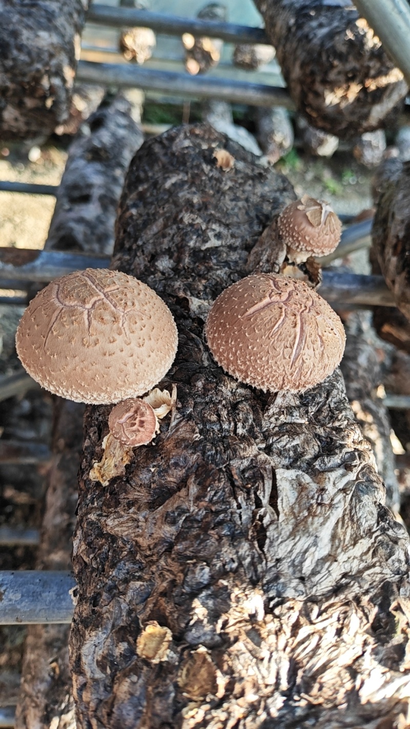 伏牛山土特产香菇