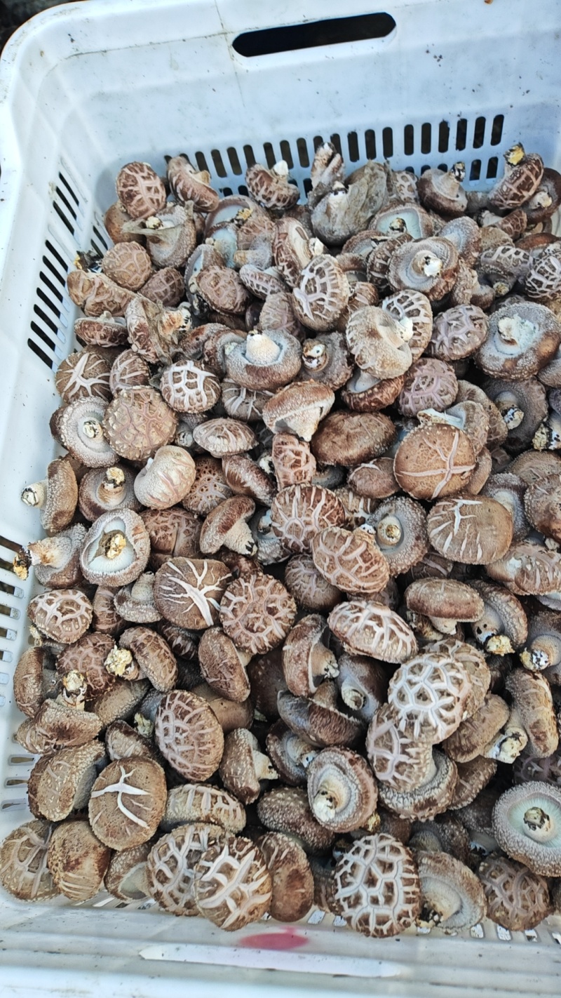 伏牛山土特产香菇