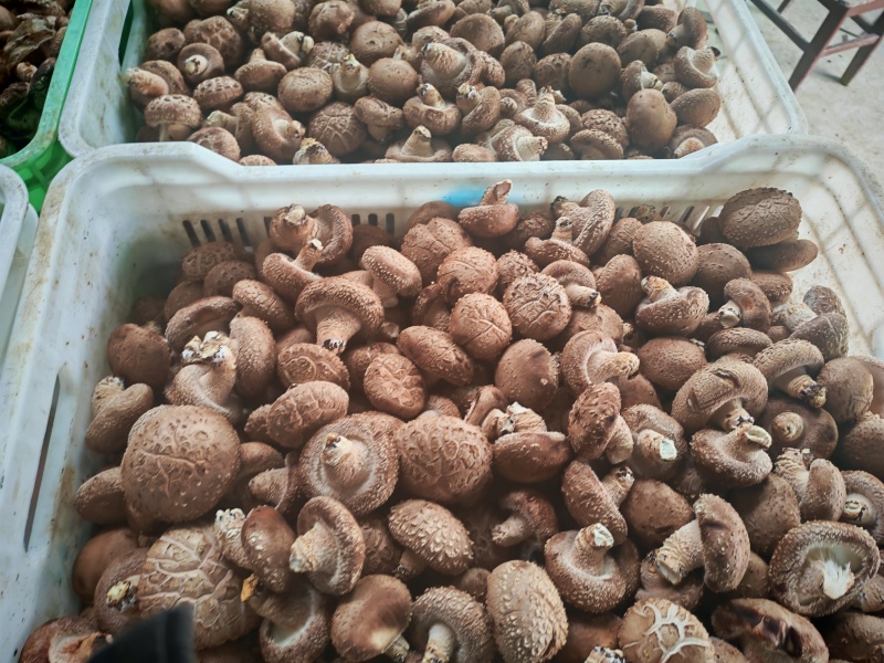 伏牛山土特产香菇