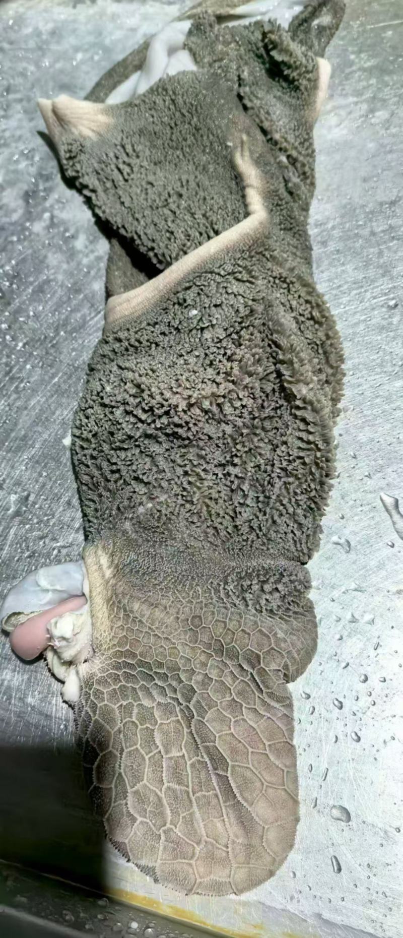 生羊肚，新货价格美丽