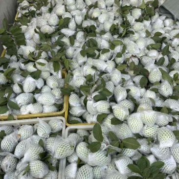 精品番石榴，量大货优