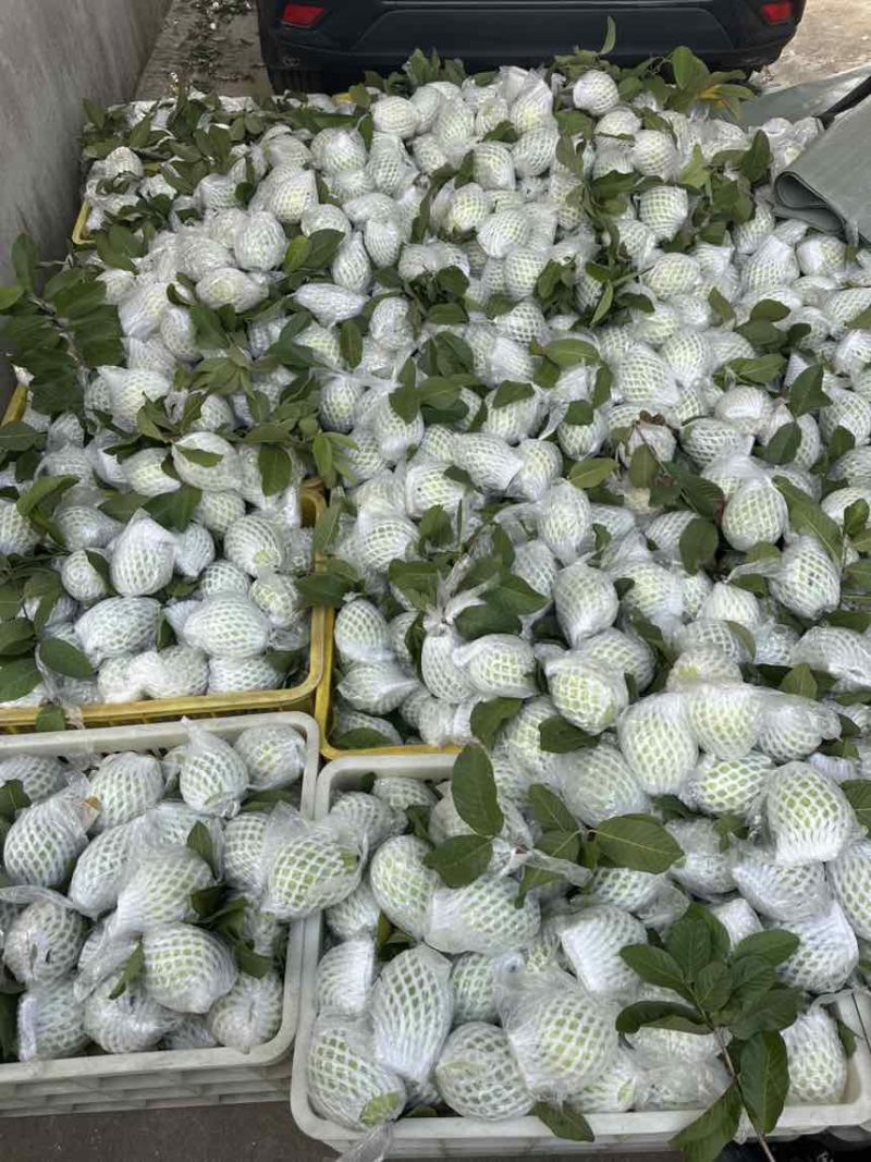 精品番石榴，量大货优