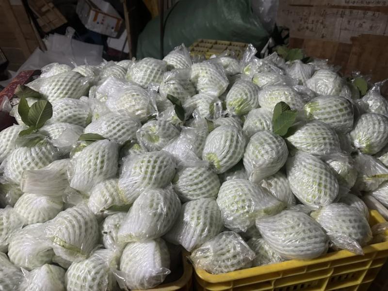 精品番石榴，量大货优