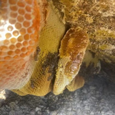 云南昭通土蜂蜜