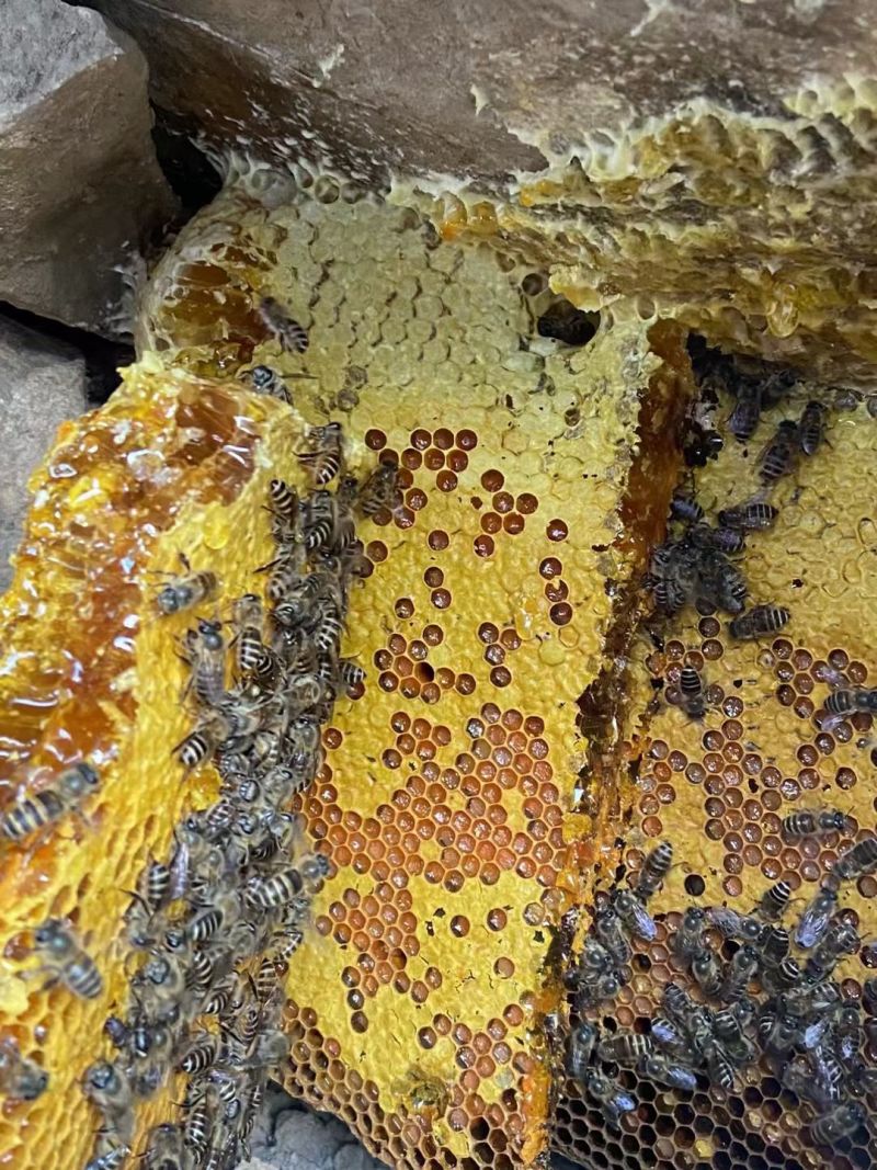 云南昭通土蜂蜜