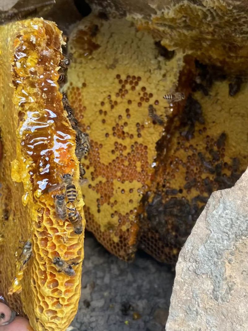 云南昭通土蜂蜜