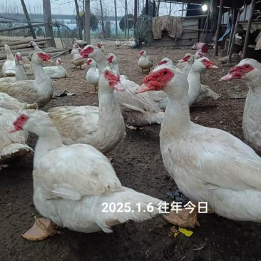2000只公鸭200天均重10.5斤出售