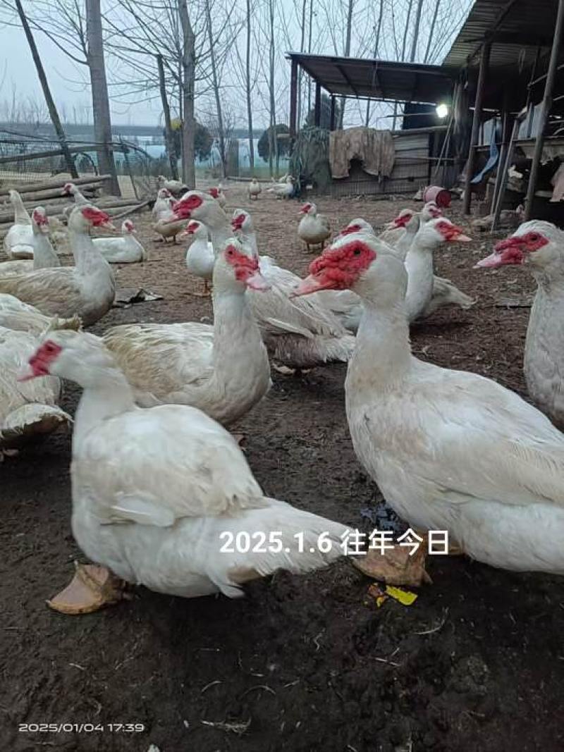 2000只公鸭200天均重10.5斤出售