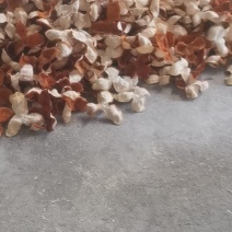 广西陈皮