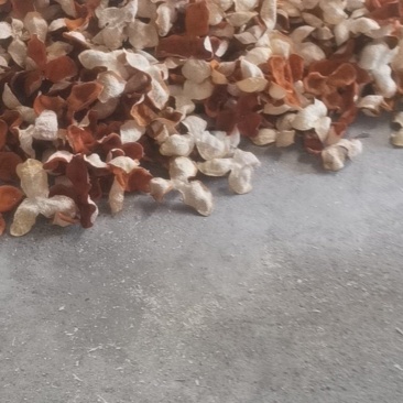 广西陈皮