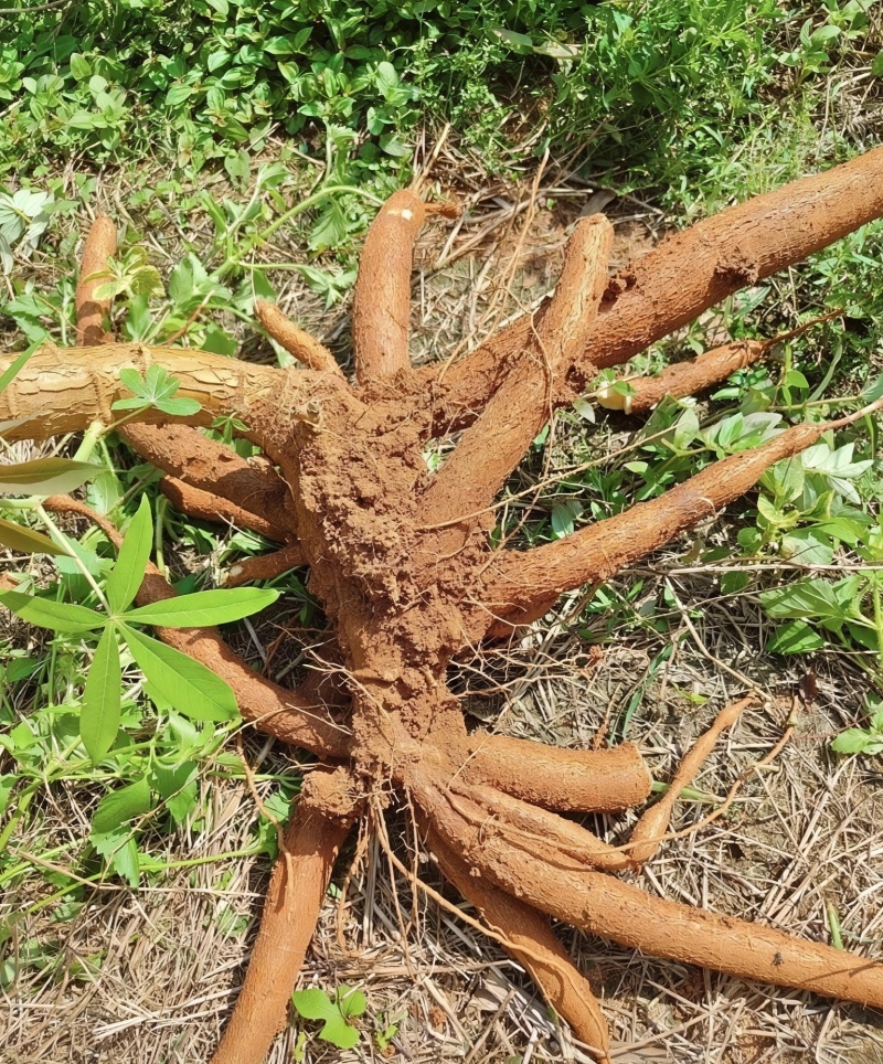 广西黄心木薯