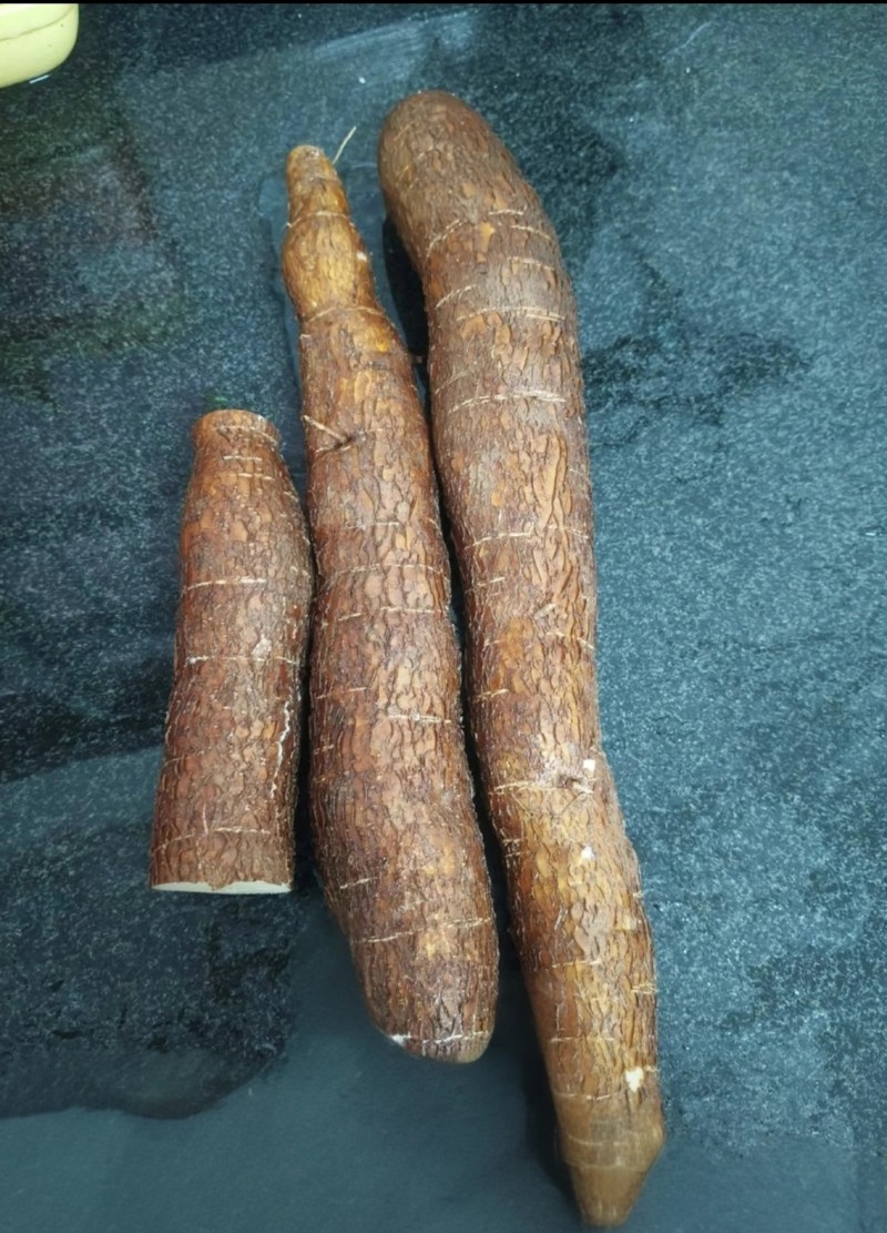 广西黄心木薯