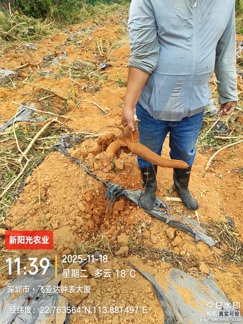 黄肉木薯，白肉面包木薯