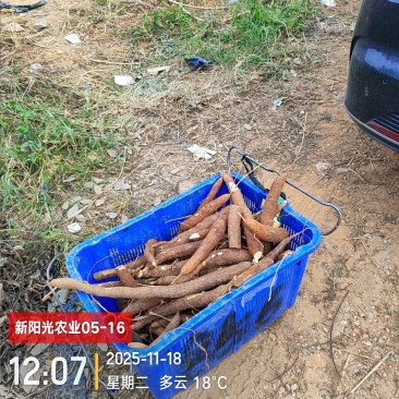 黄肉木薯，白肉面包木薯