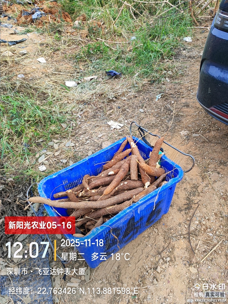 黄肉木薯，白肉面包木薯