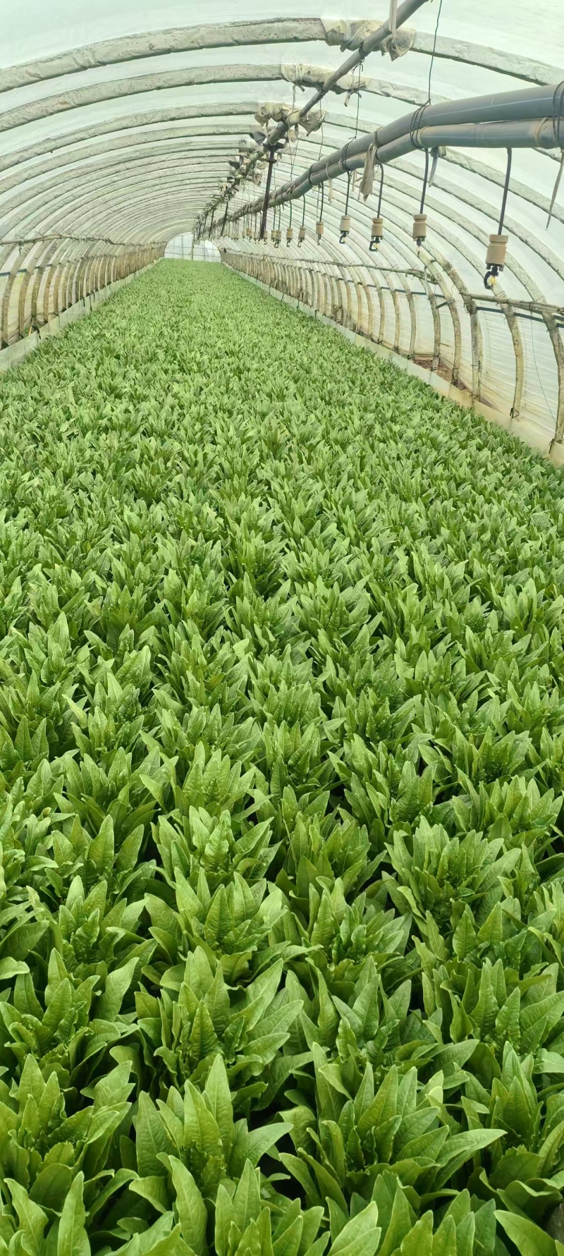 油麦菜