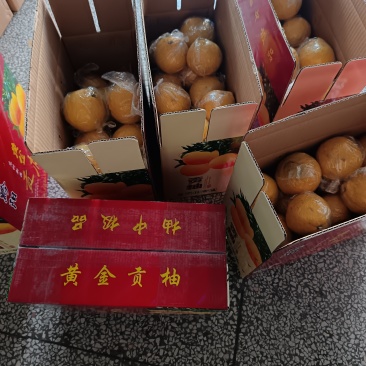 黄金贡柚，规格齐全
