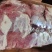精修牛腿肉纯干货大量现货量大从优