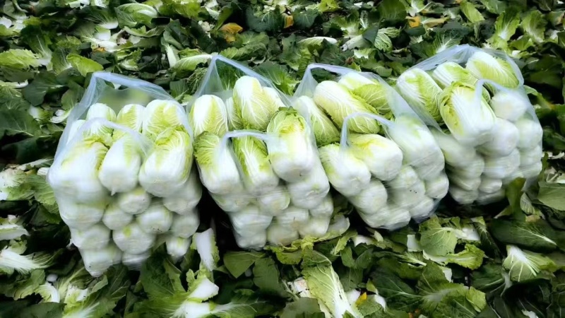 万亩精品大娃娃菜大量供应
