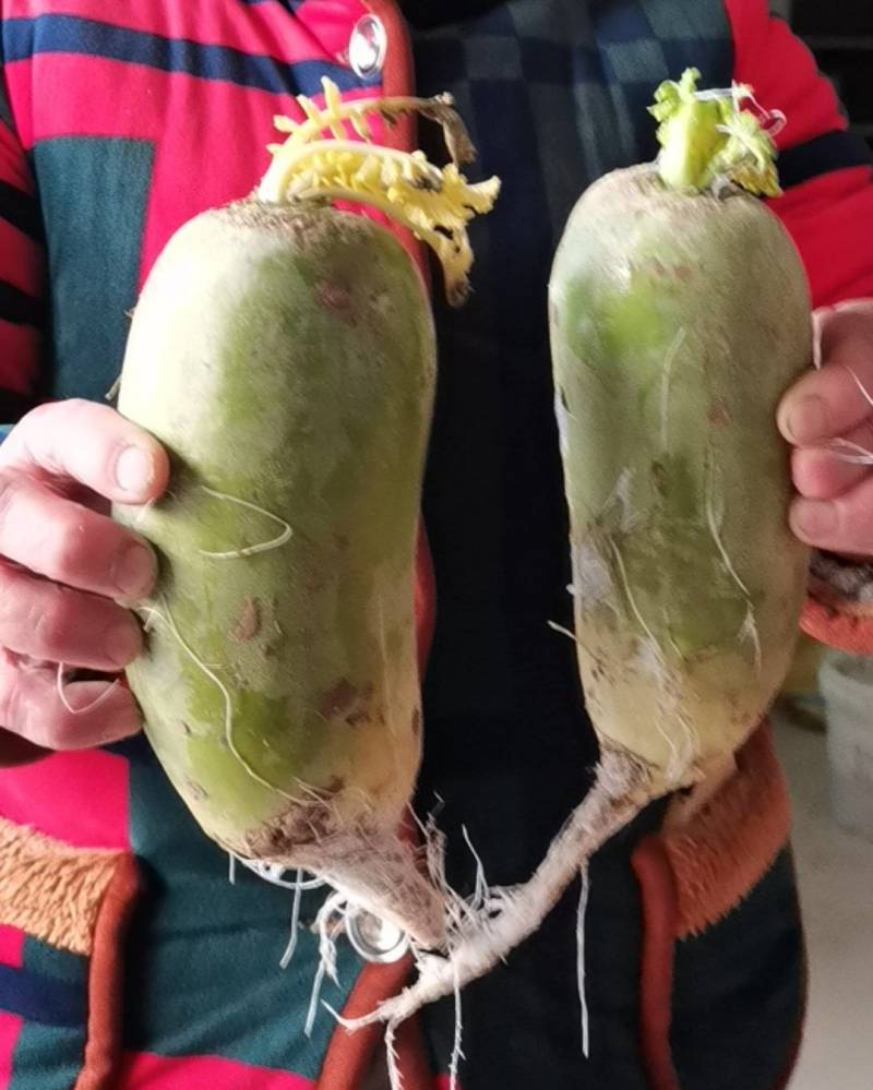 水果萝卜