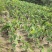眉山有机肥红嘴芋15万斤
