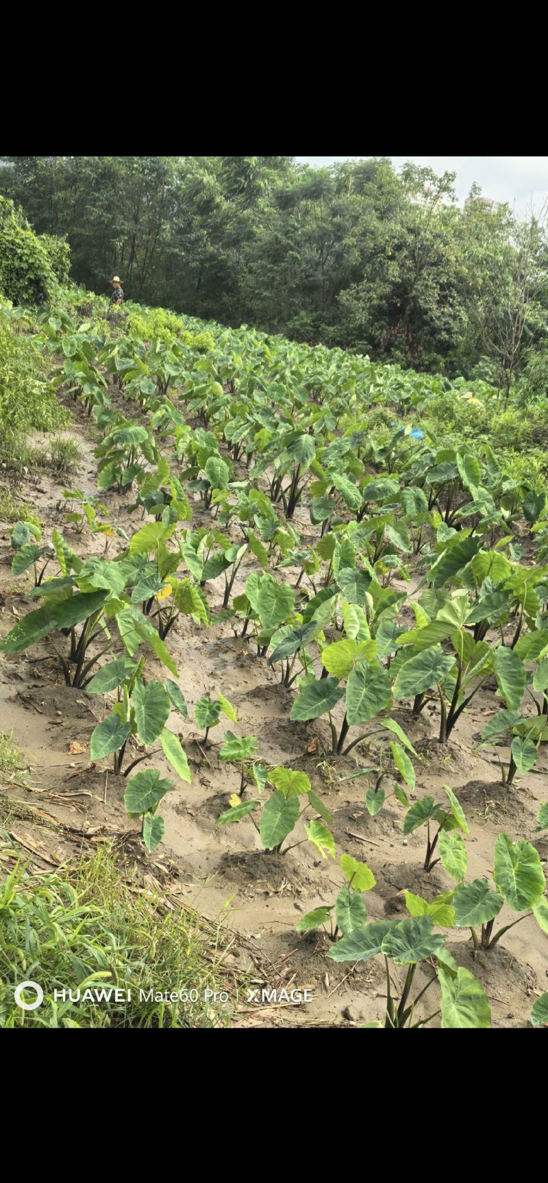 眉山有机肥红嘴芋15万斤