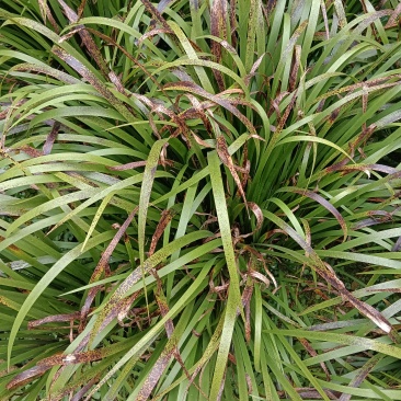 贵州山赖香料