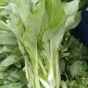白菜苔