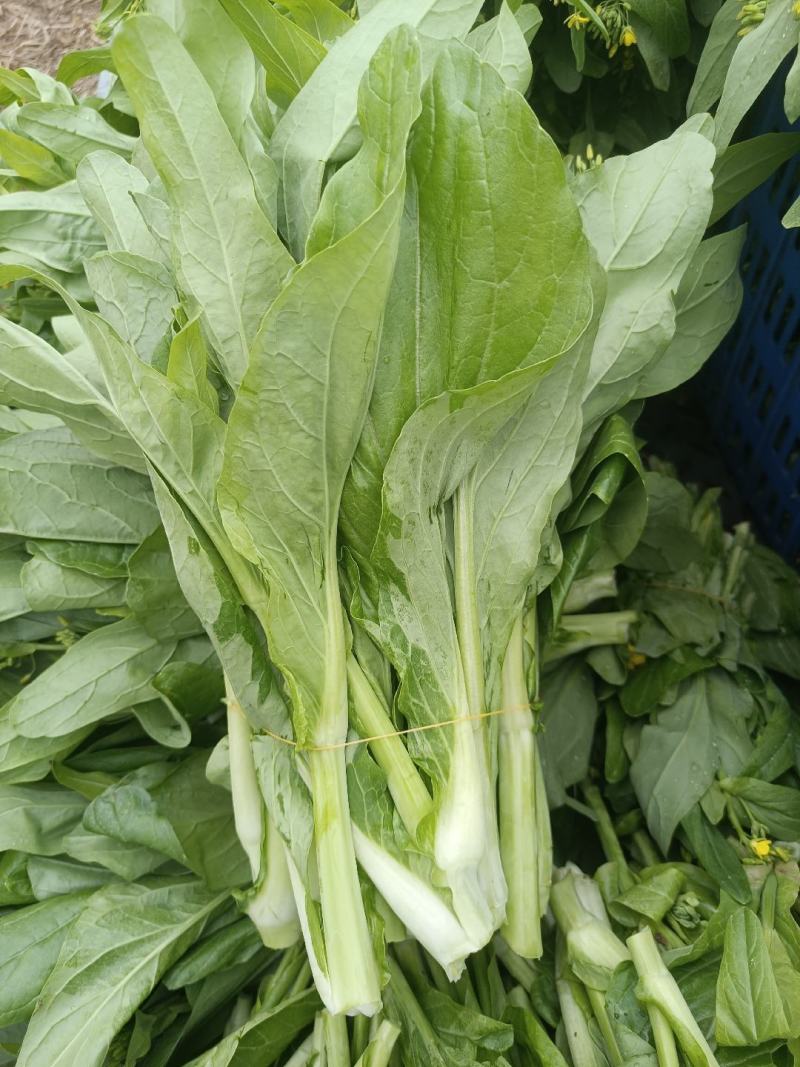 白菜苔