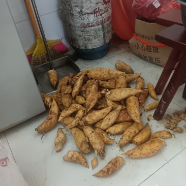 正宗黄泥巴冬笋
