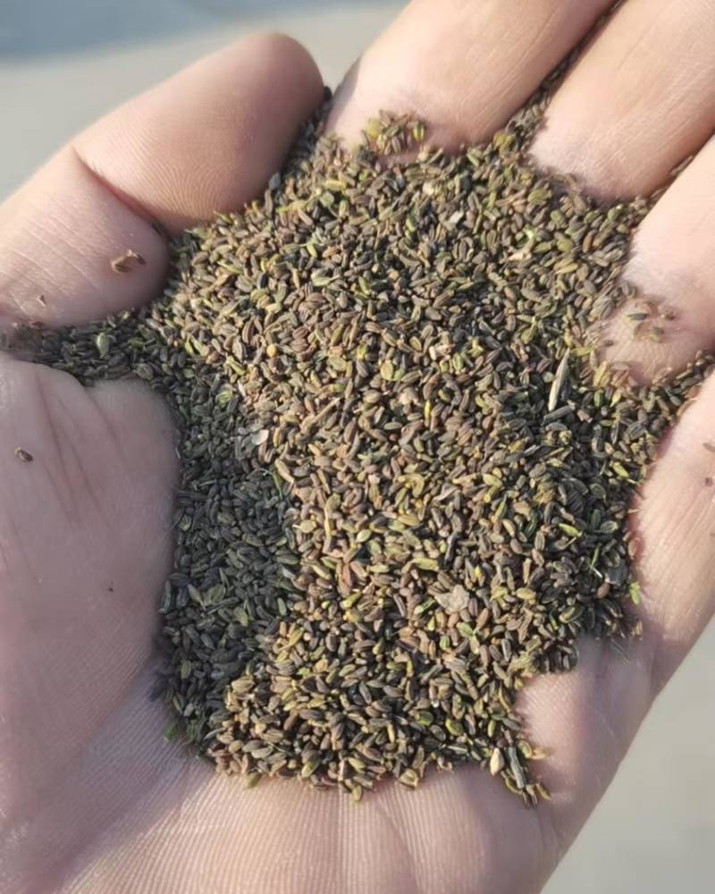 柴胡种子