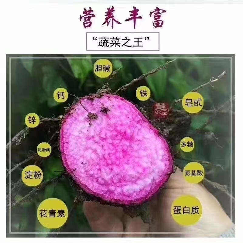 紫玉淮山
