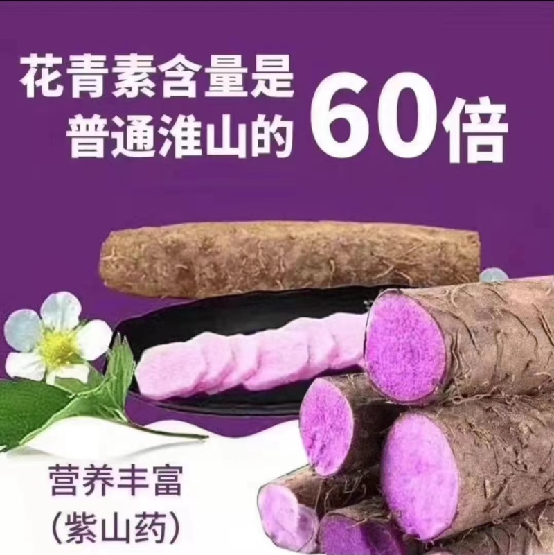 紫玉淮山