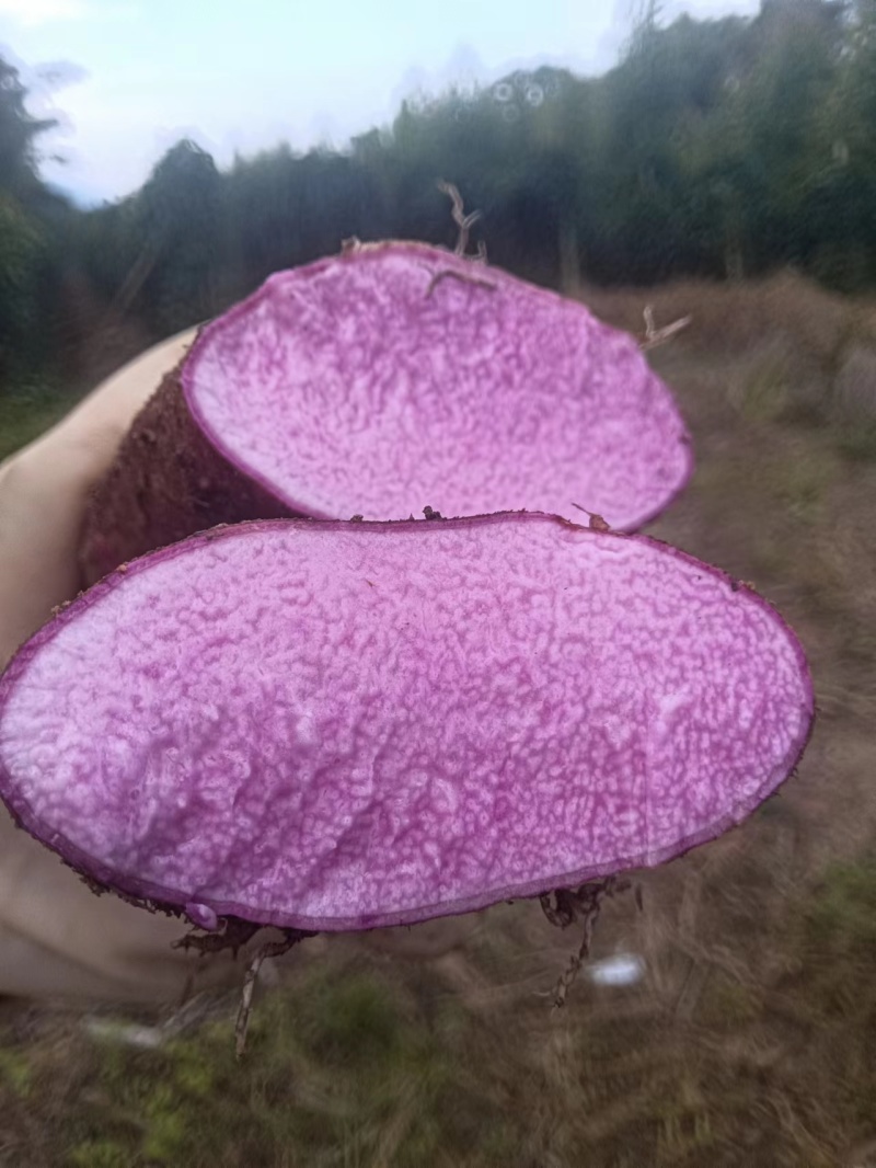 紫玉淮山