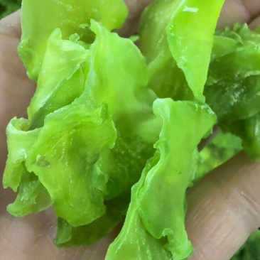 干莴笋片（厂家直销）量大价优