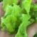 干莴笋片（厂家直销）量大价优
