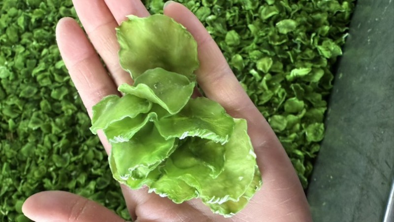 干莴笋片（厂家直销）量大价优