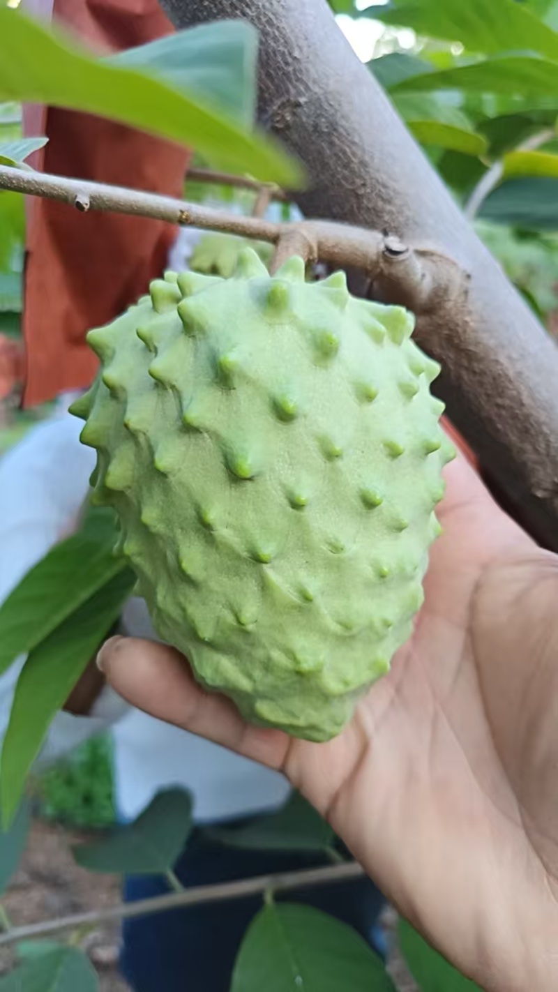 云南凤梨释迦