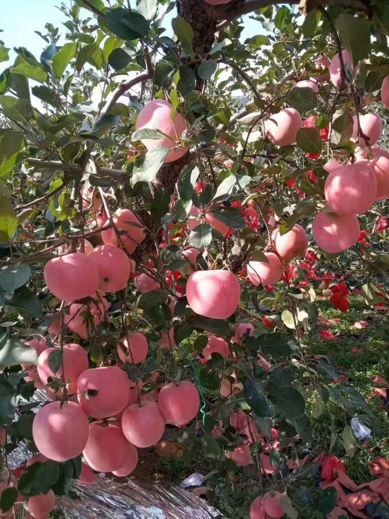 烟台苹果红富士