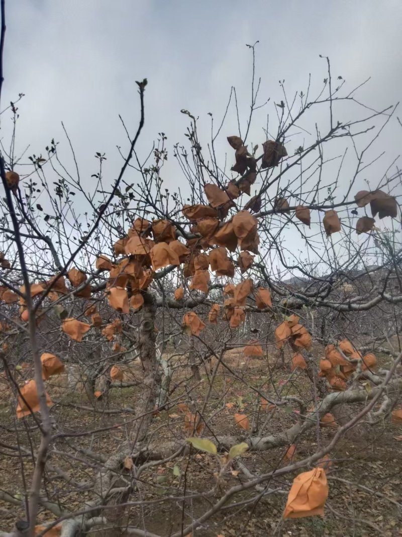 烟台苹果红富士