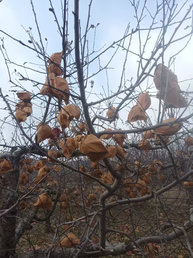 烟台苹果红富士