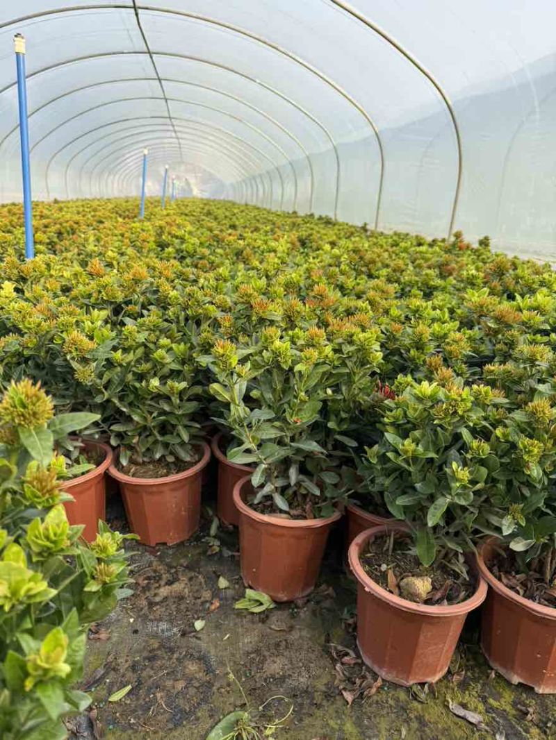 龙船花盆苗25-40高，大量低价出售